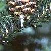 Abies fraseri, fruit