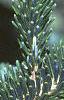 Abies fraseri, fruit