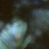 Abies fraseri, fruit