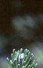 Abies fraseri, fruit