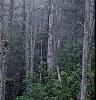 Abies fraseri, culture