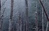Abies fraseri, culture