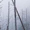 Abies fraseri, culture