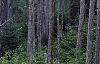 Abies fraseri, culture