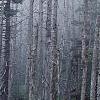Abies fraseri, culture