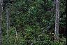 Abies fraseri, culture