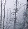 Abies fraseri, culture