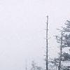 Abies fraseri, culture