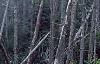 Abies fraseri, culture