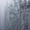 Abies fraseri, culture