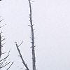 Abies fraseri, culture