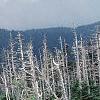 Abies fraseri, culture