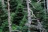 Abies fraseri, culture