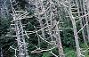 Abies fraseri, culture