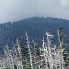 Abies fraseri, culture
