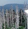 Abies fraseri, culture