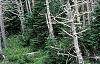 Abies fraseri, culture