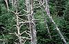 Abies fraseri, culture