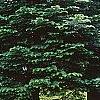 Abies grandis, habit