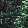 Abies grandis, habit
