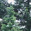 Abies grandis, habit