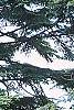 Abies grandis, habit