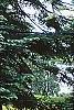 Abies grandis, habit