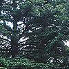 Abies grandis, habit