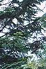 Abies grandis, habit