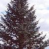 Abies holophylla, habit