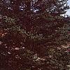 Abies holophylla, habit