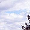 Abies holophylla, habit