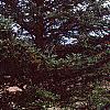 Abies holophylla, habit