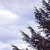 Abies holophylla, habit