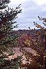 Abies holophylla, habit