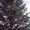 Abies holophylla, habit