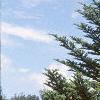 Abies homolepis, habit