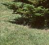 Abies homolepis, habit