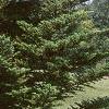 Abies homolepis, habit