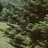 Abies homolepis, habit