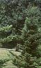 Abies homolepis, habit
