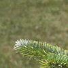 Abies homolepis, leaves