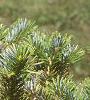 Abies homolepis, leaves