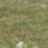 Abies homolepis, leaves