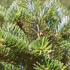 Abies homolepis, leaves