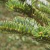 Abies homolepis, leaves