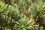 Abies homolepis, leaves