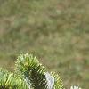 Abies homolepis, leaves