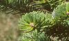 Abies homolepis, leaves