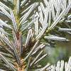 Abies homolepis, leaves